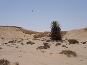 m_Palm_tree_2.JPG