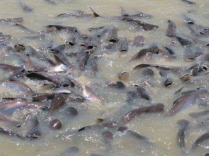 Filename=m_Fish_Feeding_Wat_Hong_Patumthani-5.JPG
Filesize=116KiB
Dimensions=800x600
Date added=Sep 20, 2019 m_Fish_Feeding_Wat_Hong_Patumthani-5.JPG