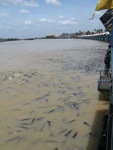 Filename=m_Fish_Feeding_Wat_Hong_Patumthani-6.JPG
Filesize=73KiB
Dimensions=600x800
Date added=Sep 20, 2019 m_Fish_Feeding_Wat_Hong_Patumthani-6.JPG