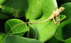 Filename=m_Klong_Lizard.jpg
Filesize=82KiB
Dimensions=800x492
Date added=Sep 20, 2019 m_Klong_Lizard.jpg