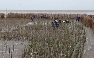 BangPu_Military_Base_Mangrove_Planting_3.jpg