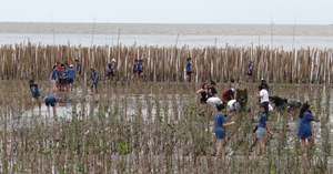 BangPu_Military_Base_Mangrove_Planting_6.jpg