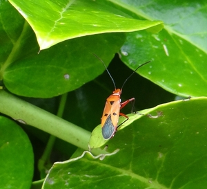 BangPu_Military_Base_Mangrove_walk__-_Bug_1.jpg
