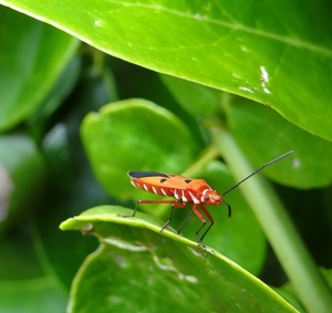 BangPu_Military_Base_Mangrove_walk__-_Bug_4.jpg