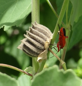 BangPu_Military_Base_Mangrove_walk__-_Bug_6.jpg