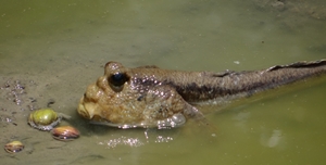 BangPu_Military_Base_Mangrove_walk__-_Mud_Skipper_5.jpg
