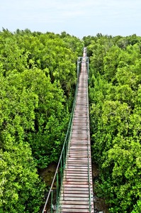 BangPu_Military_Base_Mangrove_walk__-_bridge_4.jpg