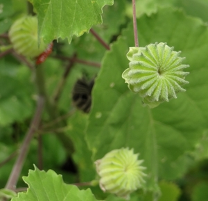 BangPu_Military_Base_Mangrove_walk__-_strange_plant_seed_pod_2.jpg