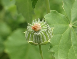BangPu_Military_Base_Mangrove_walk__-_strange_plant_seed_pod_3.jpg