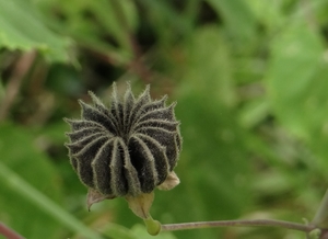 BangPu_Military_Base_Mangrove_walk__-_strange_plant_seed_pod_4.jpg