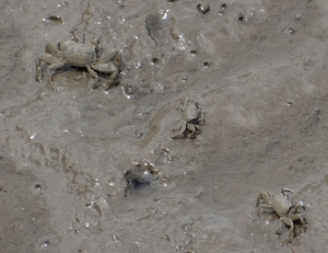BangPu_Military_Base_Mud_crab_2.jpg