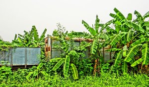 BangSue2013_Claimed_by_the_jungle_4.jpg