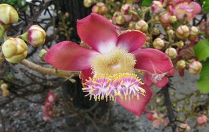 m_Flower_-_Wat_Klong_Suan_-1.jpg