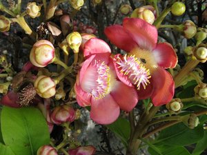 m_Flower_-_Wat_Klong_Suan_-2.jpg