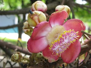 m_Flower_-_Wat_Klong_Suan_-3.jpg
