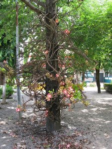 m_Flower_-_Wat_Klong_Suan_-4.jpg