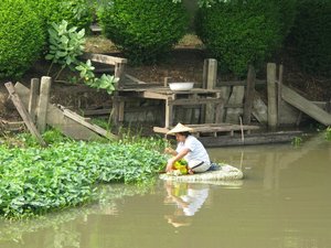 m_Klong_Saen_Saeb_Harvesting_Water_Greens_2.JPG