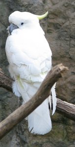m_CM_Zoo_16_Cockatoo.jpg