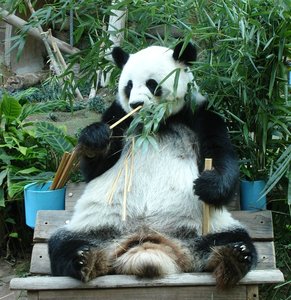 m_CM_Zoo_27_-_Mee_Panda.jpg