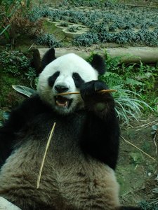 m_CM_Zoo_34_-_Mee_Panda.jpg