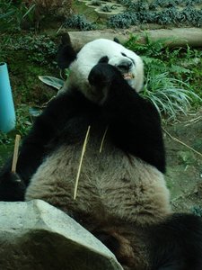 m_CM_Zoo_35_-_Mee_Panda.jpg