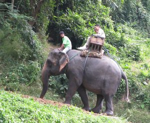 m_Elephants_12.jpg