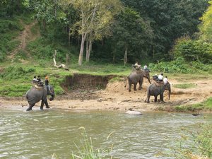 Filename=m_Elephants_6.jpg
Filesize=165KiB
Dimensions=800x600
Date added=Sep 20, 2019 m_Elephants_6.jpg
