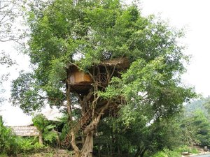 m_Tree_House_1.jpg