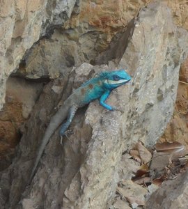 Filename=m_Kanchanaburi_May_2012Lizard_1.jpg
Filesize=116KiB
Dimensions=720x800
Date added=Sep 20, 2019 m_Kanchanaburi_May_2012Lizard_1.jpg