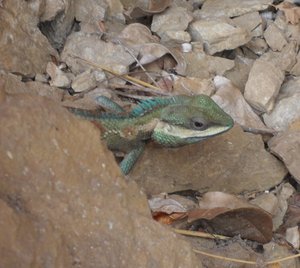 m_Kanchanaburi_May_2012Lizard_3.jpg