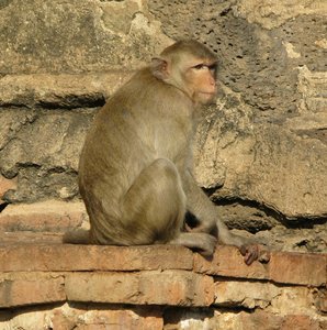 Lopburi_Banharn.jpg