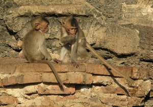 Lopburi_DAAD_Supporters.jpg