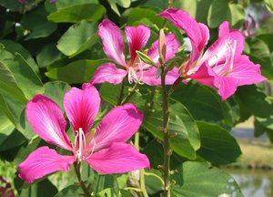 Muang_Boran_Ancient-City_Purple_Flower_2.jpg