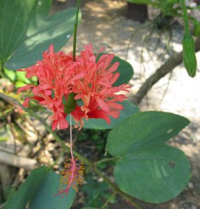 Muang_Boran_Ancient-City_Red_Flower_2.jpg
