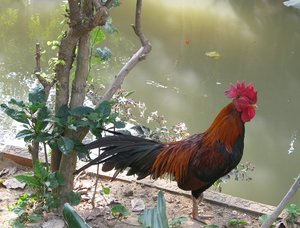 Koh_Kret_Nervous_Chook.jpg