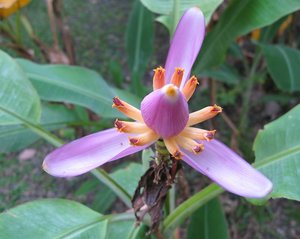 Nontaburi_Wild_Banana_Flower_2.jpg