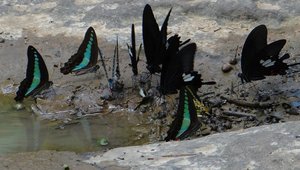 Filename=Petchabun_2014_Khao_Kor_Communist_Camp_Butterflies_3.jpg
Filesize=95KiB
Dimensions=800x454
Date added=Sep 20, 2019 Petchabun_2014_Khao_Kor_Communist_Camp_Butterflies_3.jpg