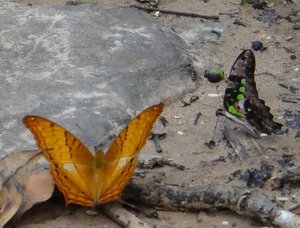 Filename=Petchabun_2014_Khao_Kor_Communist_Camp_Butterflies_5.jpg
Filesize=112KiB
Dimensions=800x610
Date added=Sep 20, 2019 Petchabun_2014_Khao_Kor_Communist_Camp_Butterflies_5.jpg
