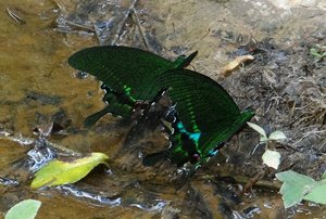 Filename=Petchabun_2014_Khao_Kor_Communist_Camp_Butterflies_6.jpg
Filesize=126KiB
Dimensions=800x540
Date added=Sep 20, 2019 Petchabun_2014_Khao_Kor_Communist_Camp_Butterflies_6.jpg