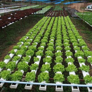 Filename=Petchabun_2014_Khao_Kor_Hydroponics_1.jpg
Filesize=222KiB
Dimensions=800x793
Date added=Sep 20, 2019 Petchabun_2014_Khao_Kor_Hydroponics_1.jpg