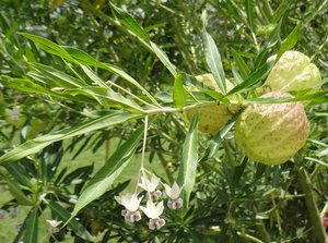 Filename=Petchabun_2014_Khao_Kor_Strange_Plant_5.jpg
Filesize=124KiB
Dimensions=800x597
Date added=Sep 20, 2019 Petchabun_2014_Khao_Kor_Strange_Plant_5.jpg