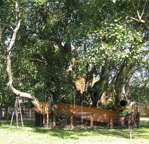Filename=Prachinburi_Mahosot_Ancient_Bodhi_Tree.jpg
Filesize=296KiB
Dimensions=800x775
Date added=Sep 20, 2019 Prachinburi_Mahosot_Ancient_Bodhi_Tree.jpg