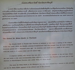 Prachinburi_Mahosot_Ancient_Bodhi_Tree_Info_Board.jpg
