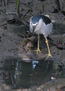 Filename=m_Bird_and_Plastic_Cup.jpg
Filesize=103KiB
Dimensions=581x800
Date added=Sep 20, 2019 m_Bird_and_Plastic_Cup.jpg