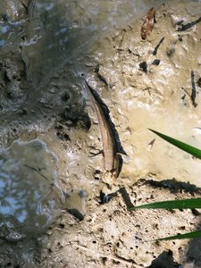 Filename=m_Mud_Skipper.jpg
Filesize=140KiB
Dimensions=600x800
Date added=Sep 20, 2019 m_Mud_Skipper.jpg