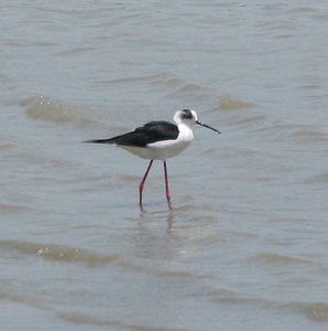 Filename=m_Water_Bird_1.jpg
Filesize=76KiB
Dimensions=796x800
Date added=Sep 20, 2019 m_Water_Bird_1.jpg
