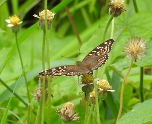 Filename=m_Aug_2015_Sri_Thep_Butterfly_2.jpg
Filesize=213KiB
Dimensions=800x651
Date added=Sep 20, 2019 m_Aug_2015_Sri_Thep_Butterfly_2.jpg