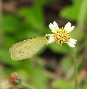 Filename=m_Aug_2015_Sri_Thep_Butterfly_3.jpg
Filesize=205KiB
Dimensions=781x800
Date added=Sep 20, 2019 m_Aug_2015_Sri_Thep_Butterfly_3.jpg