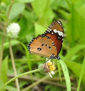 Filename=m_Aug_2015_Sri_Thep_Butterfly_6.jpg
Filesize=231KiB
Dimensions=747x800
Date added=Sep 20, 2019 m_Aug_2015_Sri_Thep_Butterfly_6.jpg