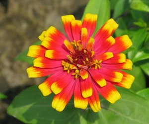 Filename=m_Suan_Luang_Unknown_Flower_3.JPG
Filesize=75KiB
Dimensions=800x670
Date added=Sep 20, 2019 m_Suan_Luang_Unknown_Flower_3.JPG